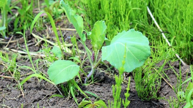 野菜と雑草