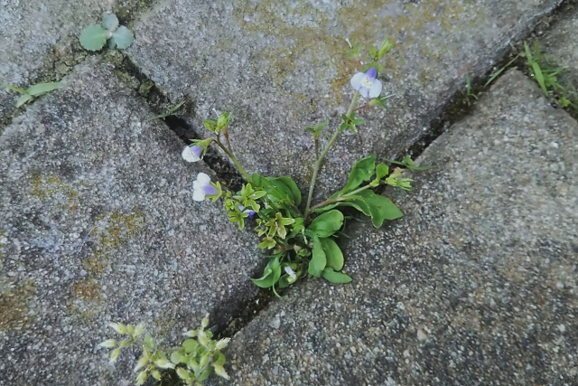 隙間から生える雑草